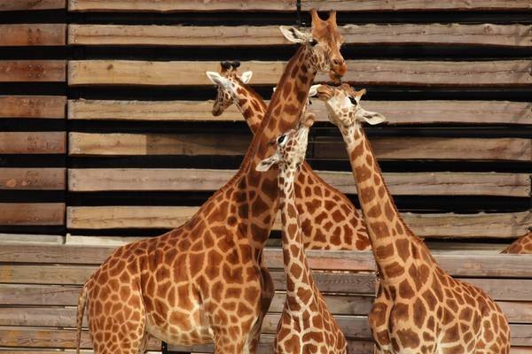 1 - Le petit déj' des girafes